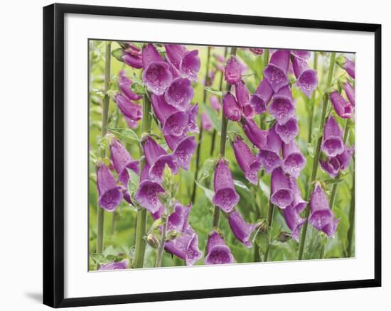 Foxglove-Don Paulson-Framed Giclee Print