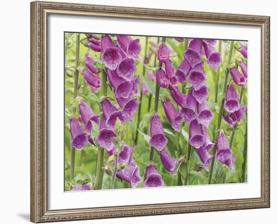 Foxglove-Don Paulson-Framed Giclee Print