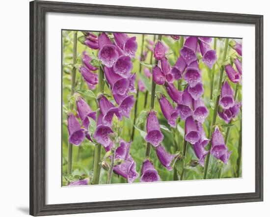 Foxglove-Don Paulson-Framed Giclee Print