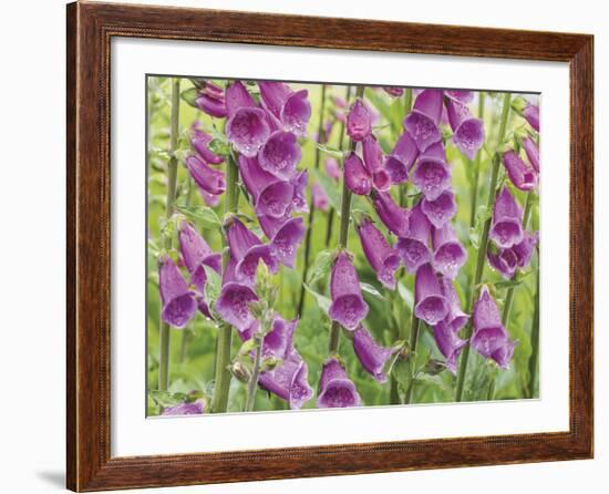 Foxglove-Don Paulson-Framed Giclee Print