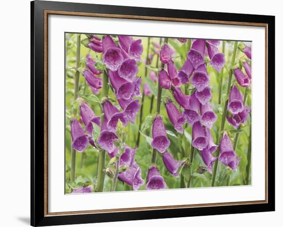 Foxglove-Don Paulson-Framed Giclee Print