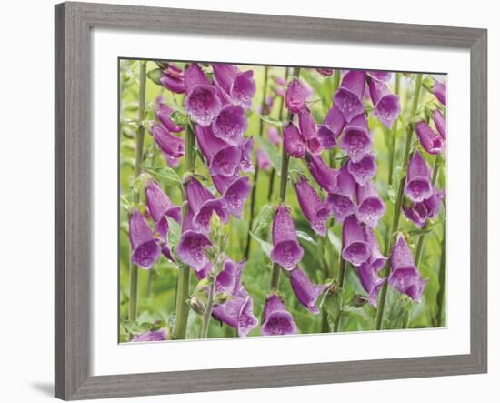 Foxglove-Don Paulson-Framed Giclee Print