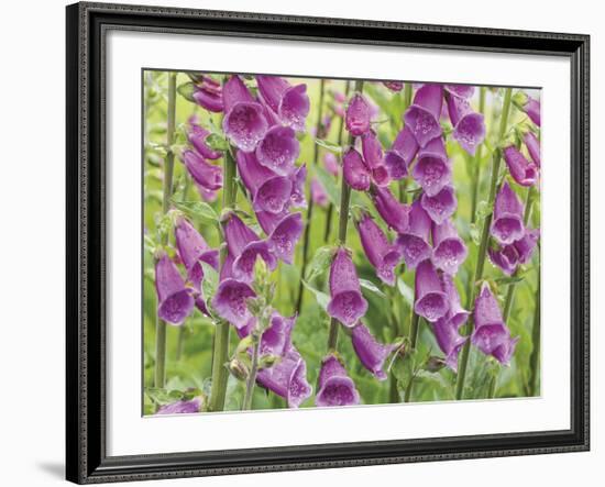 Foxglove-Don Paulson-Framed Giclee Print