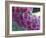 Foxglove-Michele Westmorland-Framed Photographic Print