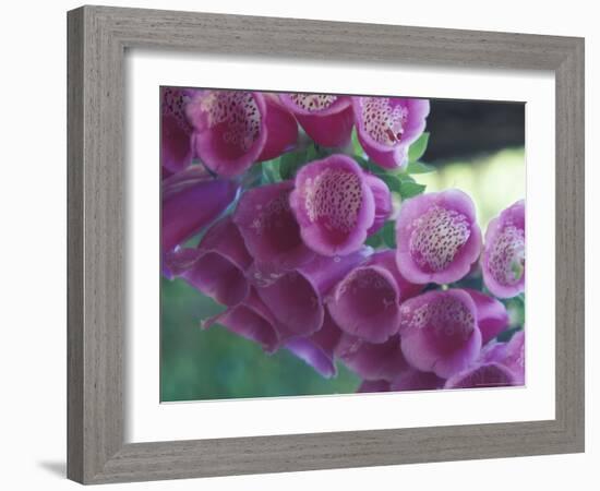 Foxglove-Michele Westmorland-Framed Photographic Print