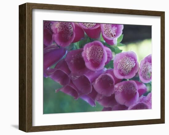 Foxglove-Michele Westmorland-Framed Photographic Print