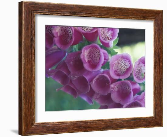 Foxglove-Michele Westmorland-Framed Photographic Print