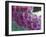 Foxglove-Michele Westmorland-Framed Photographic Print