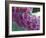 Foxglove-Michele Westmorland-Framed Photographic Print