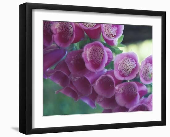 Foxglove-Michele Westmorland-Framed Photographic Print