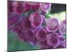 Foxglove-Michele Westmorland-Mounted Photographic Print