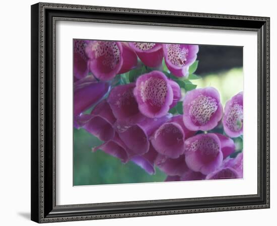 Foxglove-Michele Westmorland-Framed Photographic Print