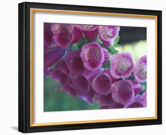 Foxglove-Michele Westmorland-Framed Photographic Print