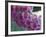 Foxglove-Michele Westmorland-Framed Photographic Print