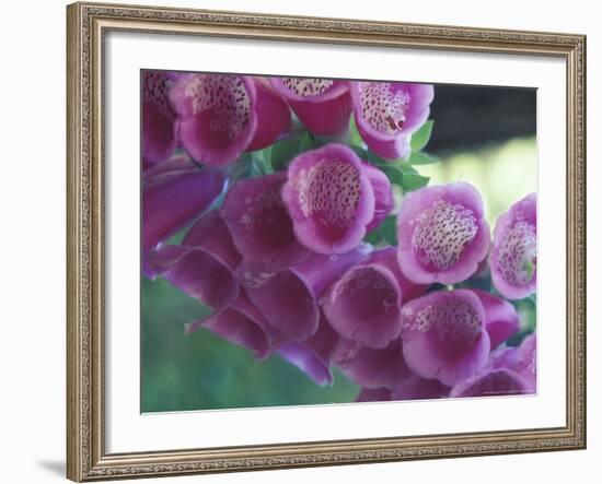 Foxglove-Michele Westmorland-Framed Photographic Print