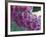 Foxglove-Michele Westmorland-Framed Photographic Print