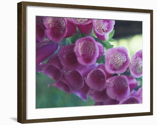 Foxglove-Michele Westmorland-Framed Photographic Print