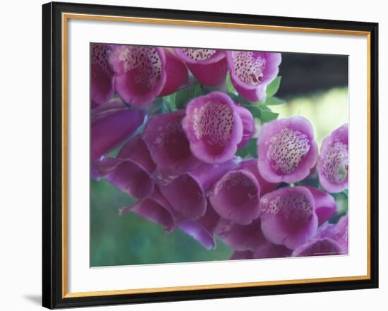 Foxglove-Michele Westmorland-Framed Photographic Print