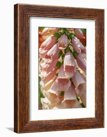 Foxglove-Jim Engelbrecht-Framed Photographic Print