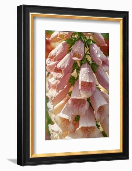 Foxglove-Jim Engelbrecht-Framed Photographic Print