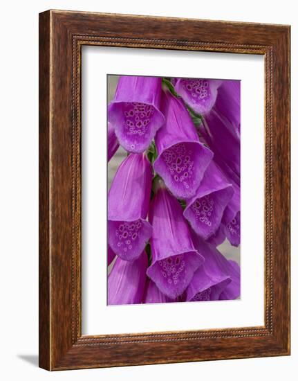 Foxglove-Jim Engelbrecht-Framed Photographic Print