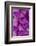 Foxglove-Jim Engelbrecht-Framed Photographic Print