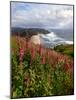 Foxgloves at Cascade Head, The Nature Conservancy, Tillamook County, Oregon, USA-null-Mounted Photographic Print