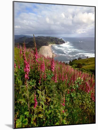 Foxgloves at Cascade Head, The Nature Conservancy, Tillamook County, Oregon, USA-null-Mounted Photographic Print