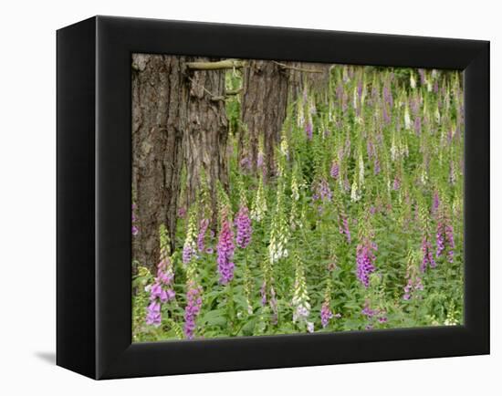 Foxgloves Flowering in Coastal Woodland, Norfolk, UK-Gary Smith-Framed Premier Image Canvas