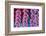 Foxgloves on parade-Claire Westwood-Framed Premium Giclee Print