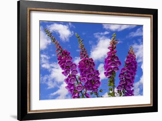 Foxgloves-Charles Bowman-Framed Photographic Print