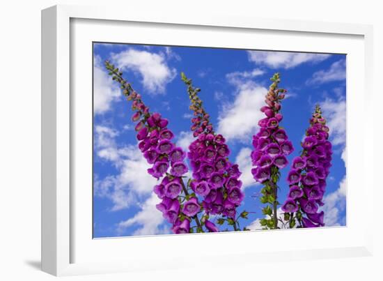 Foxgloves-Charles Bowman-Framed Photographic Print