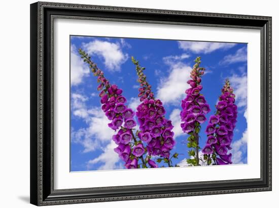 Foxgloves-Charles Bowman-Framed Photographic Print