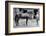 'Foxhall', 1880-1904, (1911)-Unknown-Framed Photographic Print