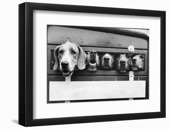 Foxhounds in a Trailer-null-Framed Photographic Print