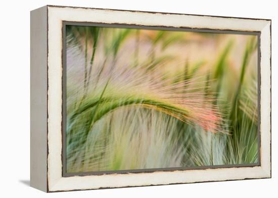 Foxtail Barley Agriculture Near Regent, North Dakota, USA-Chuck Haney-Framed Premier Image Canvas