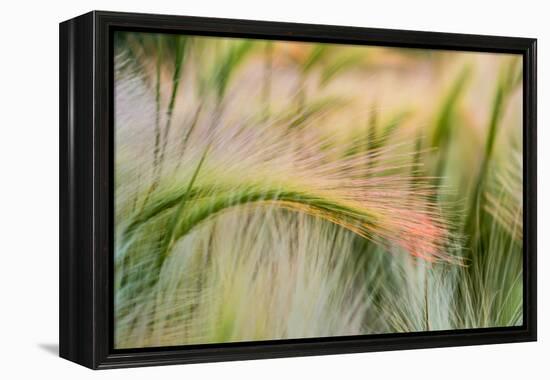 Foxtail Barley Agriculture Near Regent, North Dakota, USA-Chuck Haney-Framed Premier Image Canvas