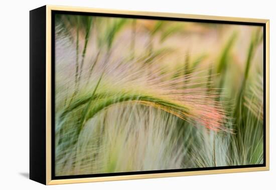 Foxtail Barley Agriculture Near Regent, North Dakota, USA-Chuck Haney-Framed Premier Image Canvas