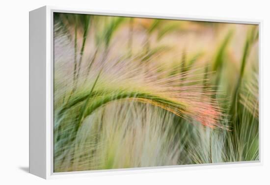 Foxtail Barley Agriculture Near Regent, North Dakota, USA-Chuck Haney-Framed Premier Image Canvas