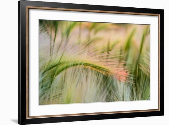 Foxtail Barley Agriculture Near Regent, North Dakota, USA-Chuck Haney-Framed Photographic Print