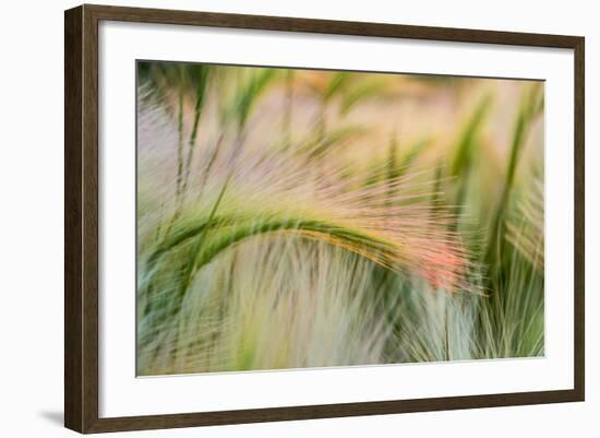 Foxtail Barley Agriculture Near Regent, North Dakota, USA-Chuck Haney-Framed Photographic Print