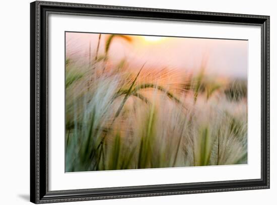 Foxtail Barley Agriculture Near Regent, North Dakota, USA-Chuck Haney-Framed Photographic Print