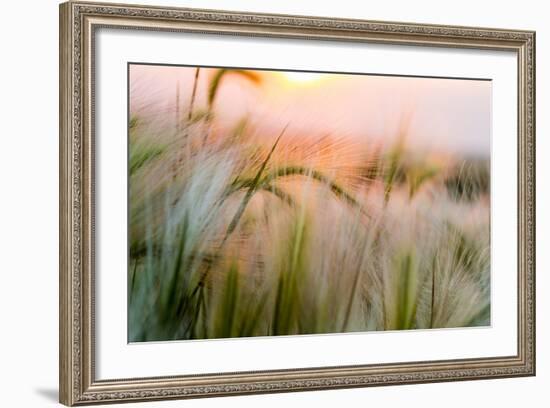 Foxtail Barley Agriculture Near Regent, North Dakota, USA-Chuck Haney-Framed Photographic Print