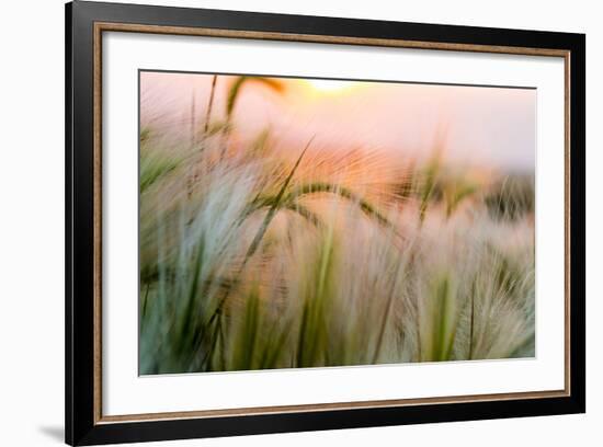 Foxtail Barley Agriculture Near Regent, North Dakota, USA-Chuck Haney-Framed Photographic Print