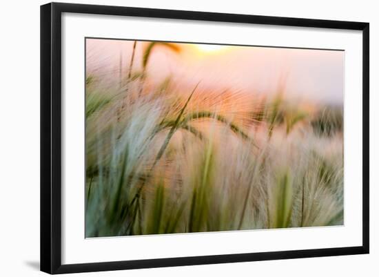 Foxtail Barley Agriculture Near Regent, North Dakota, USA-Chuck Haney-Framed Photographic Print