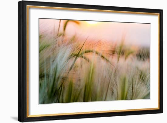 Foxtail Barley Agriculture Near Regent, North Dakota, USA-Chuck Haney-Framed Photographic Print