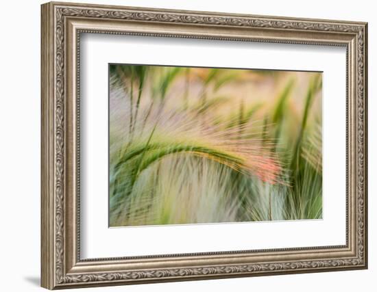 Foxtail Barley Agriculture Near Regent, North Dakota, USA-Chuck Haney-Framed Photographic Print