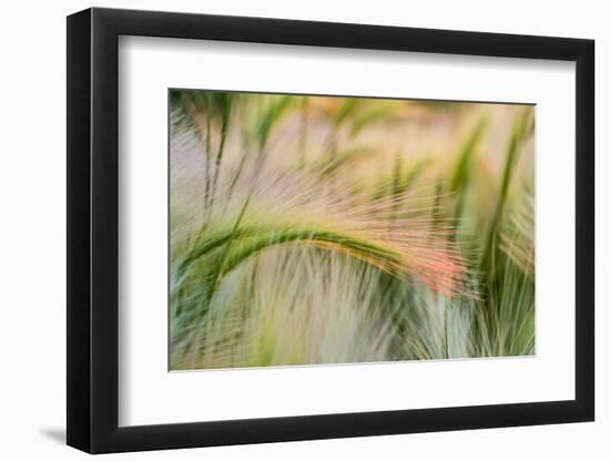 Foxtail Barley Agriculture Near Regent, North Dakota, USA-Chuck Haney-Framed Photographic Print