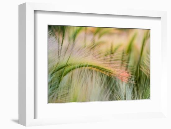 Foxtail Barley Agriculture Near Regent, North Dakota, USA-Chuck Haney-Framed Photographic Print