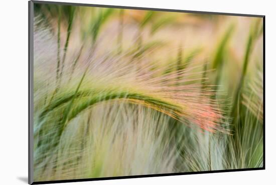 Foxtail Barley Agriculture Near Regent, North Dakota, USA-Chuck Haney-Mounted Photographic Print